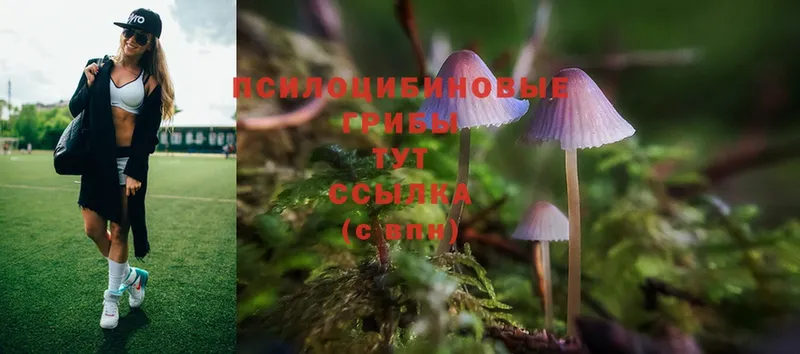 Псилоцибиновые грибы Psilocybe  hydra рабочий сайт  Кашин 